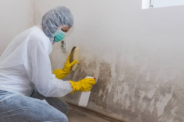 Best Attic Mold Removal  in Midland City, AL