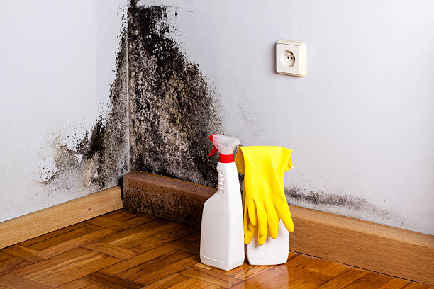 Best Crawl Space Mold Removal  in Midland City, AL